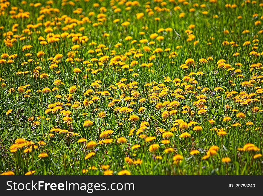 Dandelions meadow, yellow blooming flowers