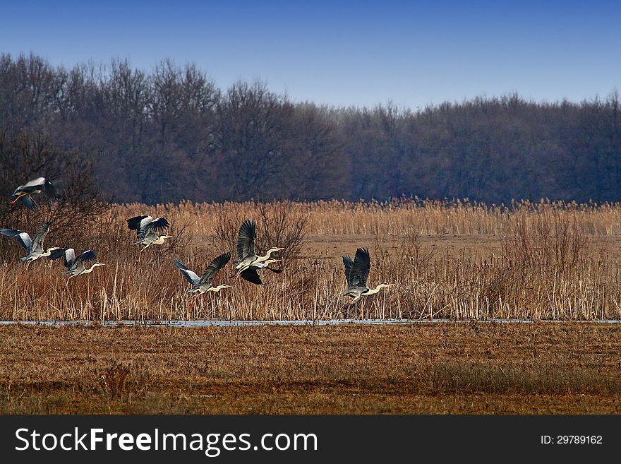 Flock of herons taking off. Flock of herons taking off