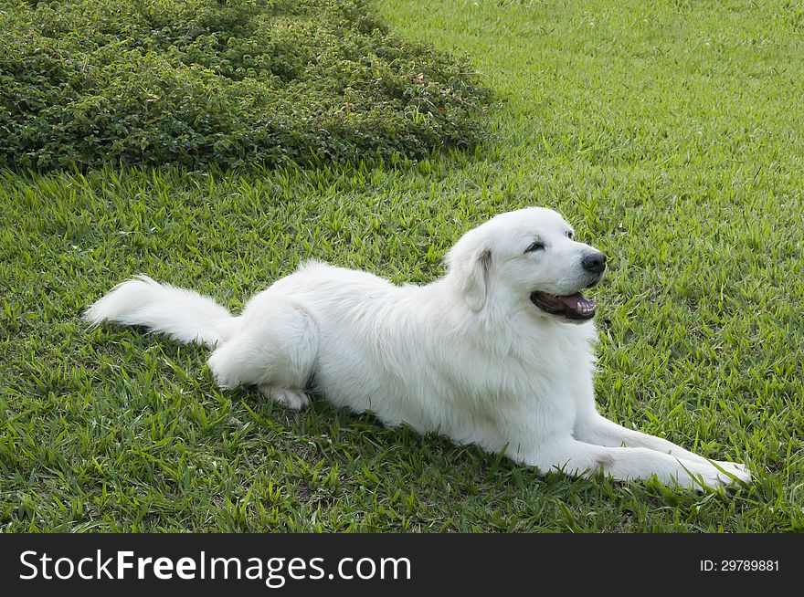 A Maremmano-Abruzzese Italian breed dog, a sheepdog, usually referred to as just Maremmano, rests in the pure green grass. A Maremmano-Abruzzese Italian breed dog, a sheepdog, usually referred to as just Maremmano, rests in the pure green grass