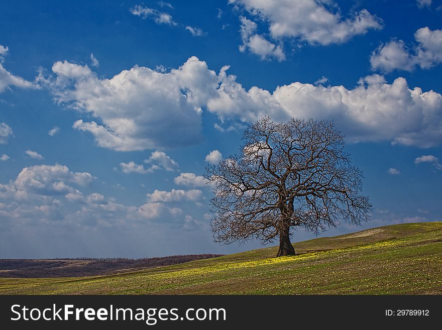 Srtong oak under spring sky