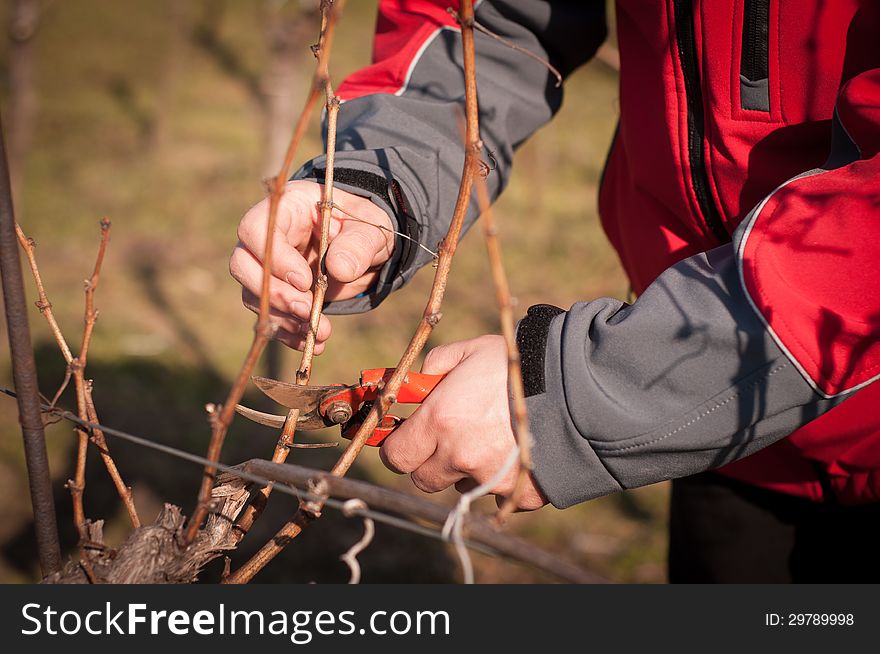 Cutting Vines