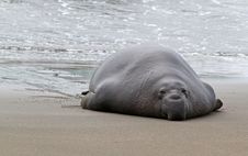 Seal Royalty Free Stock Photography