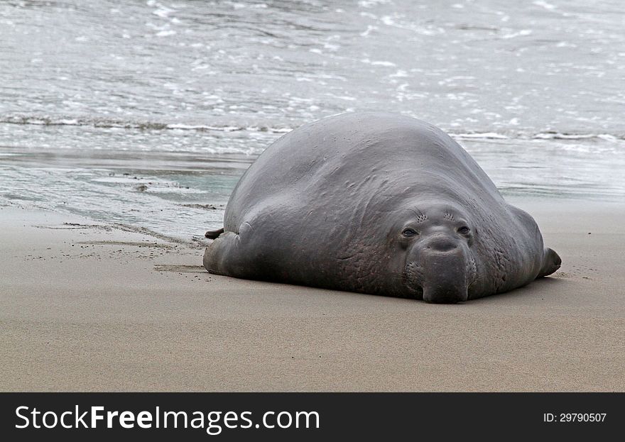 Huge Male Elephant Seal Emerging From Pacific Ocean