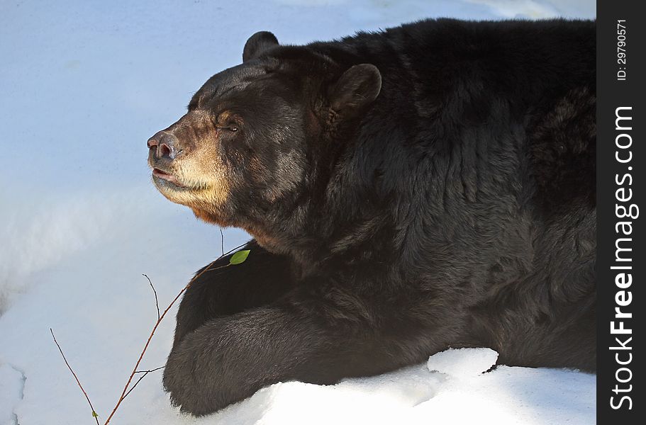 American Bruin Laying In Snow. American Bruin Laying In Snow