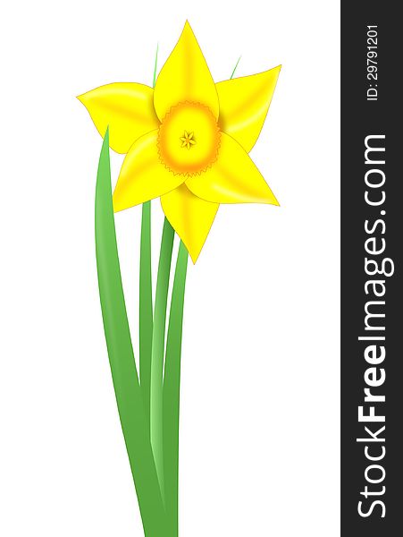Yellow daffodil digital illustration isolated on white