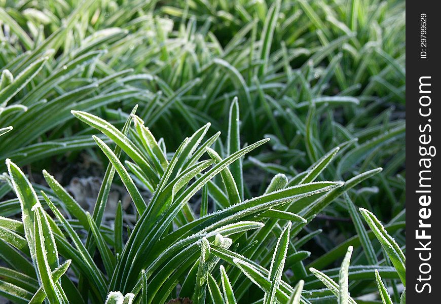 Close up of leaves with frost. Close up of leaves with frost