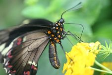 Black Butterfly Royalty Free Stock Photo