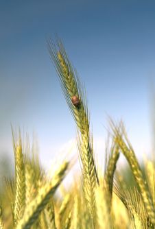 Wheat And Blue Sky Behind. Royalty Free Stock Photo