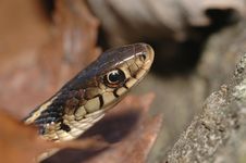Garter Snake Stock Photos Garter Snake Stock Photos