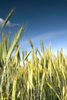Wheat And Blue Sky Behind. Royalty Free Stock Images