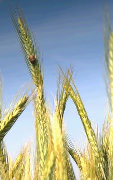 Wheat And Blue Sky Behind. Royalty Free Stock Photography