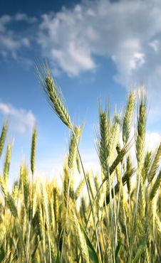 Wheat And Blue Sky Behind. Royalty Free Stock Image