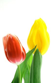 Beautful Tulips On A White Royalty Free Stock Photo