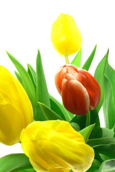 Beautful Tulips On A White Stock Images