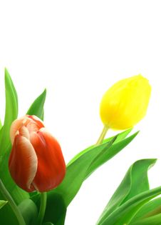 Beautful Tulips On A White Royalty Free Stock Image