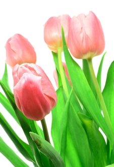 Beautful Tulips On A White Royalty Free Stock Image Beautful Tulips On A White Royalty Free Stock Image