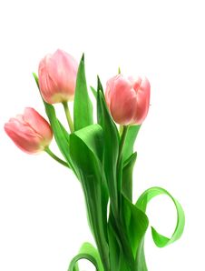 Beautful Tulips On A White Royalty Free Stock Photo Beautful Tulips On A White Royalty Free Stock Photo