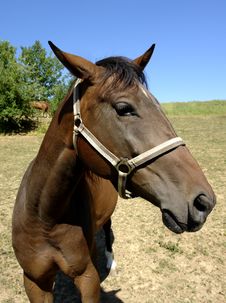 Head Of A Horse Royalty Free Stock Photos