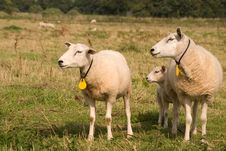 Family Sheep Looking Left Royalty Free Stock Photo