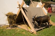 Goat With His Own Tent Royalty Free Stock Photography Goat With His Own Tent Royalty Free Stock Photography
