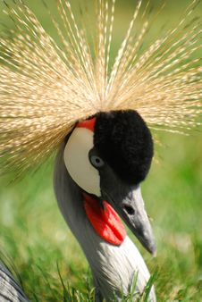 Grey Crowned Crane Headshot Stock Image Grey Crowned Crane Headshot Stock Image