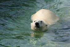 Polar Bear Royalty Free Stock Images