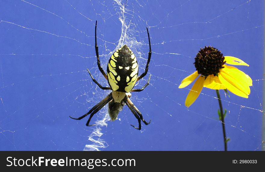 Yellow and Black Garden Spider on Web with Yellow and Brown Flower. Yellow and Black Garden Spider on Web with Yellow and Brown Flower