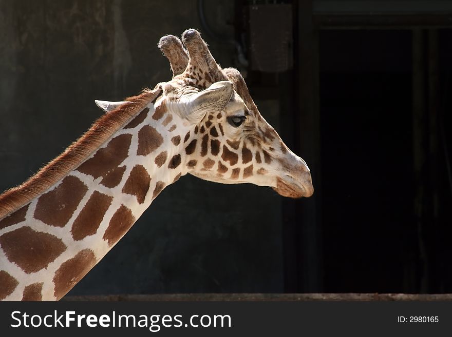 Head of giraffe from Memphis Zoo. Head of giraffe from Memphis Zoo