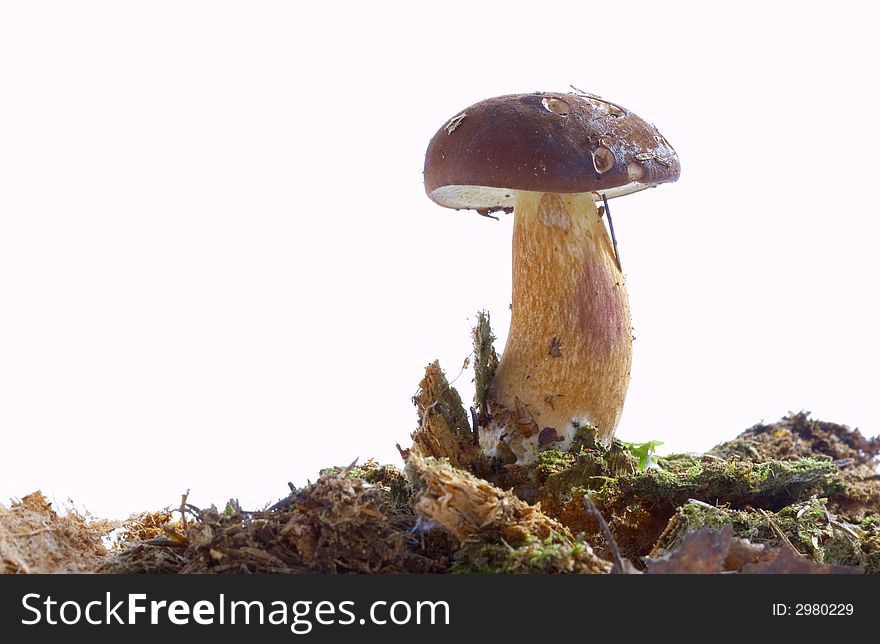 View of nice fresh mushroom on white background