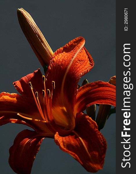 Close up of orange day lily