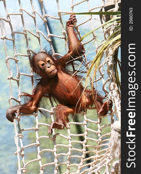 A baby gorilla is swinging playfully on a rope net. A baby gorilla is swinging playfully on a rope net.