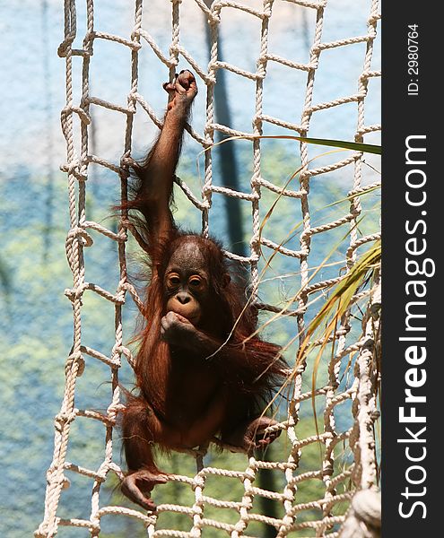 A baby gorilla hangs on a rope net. His parents watch from nearby. A baby gorilla hangs on a rope net. His parents watch from nearby