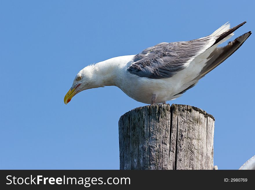 Seagull on a post, with a blue sky background