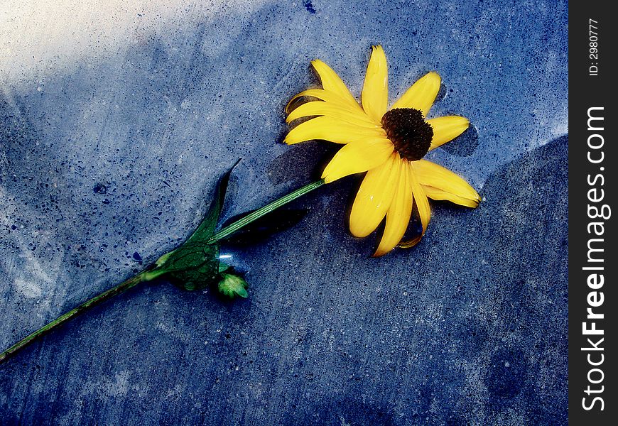 Black Eyed Susan on wet blue background. Black Eyed Susan on wet blue background.