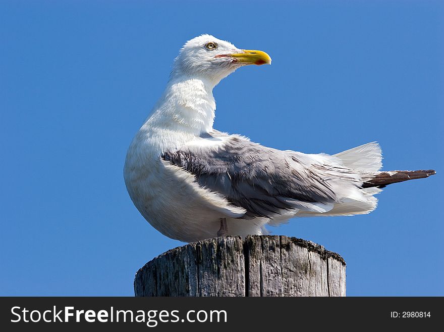 Seagull on a post, with a blue sky background