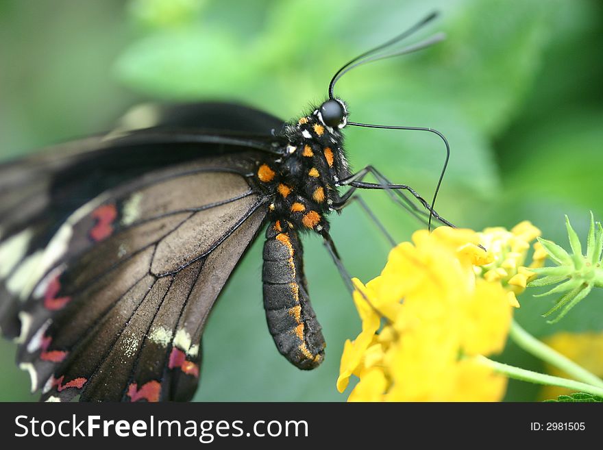 Image of a black butterfly on Lantana.