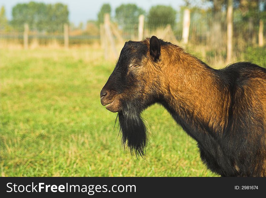 Head of a billy goat