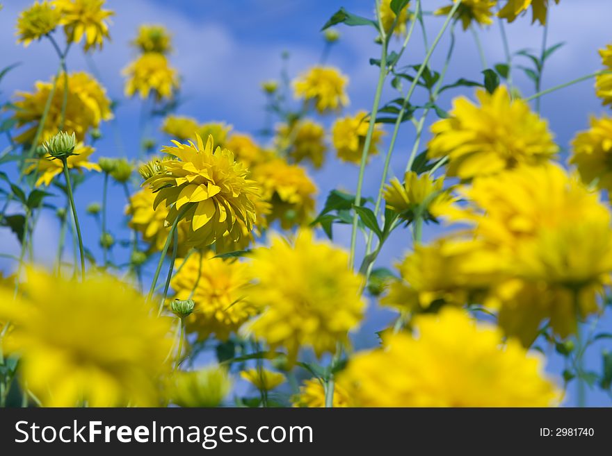 Rudbeckia laciniata or goldenglow or thimbleweed flowers at nature