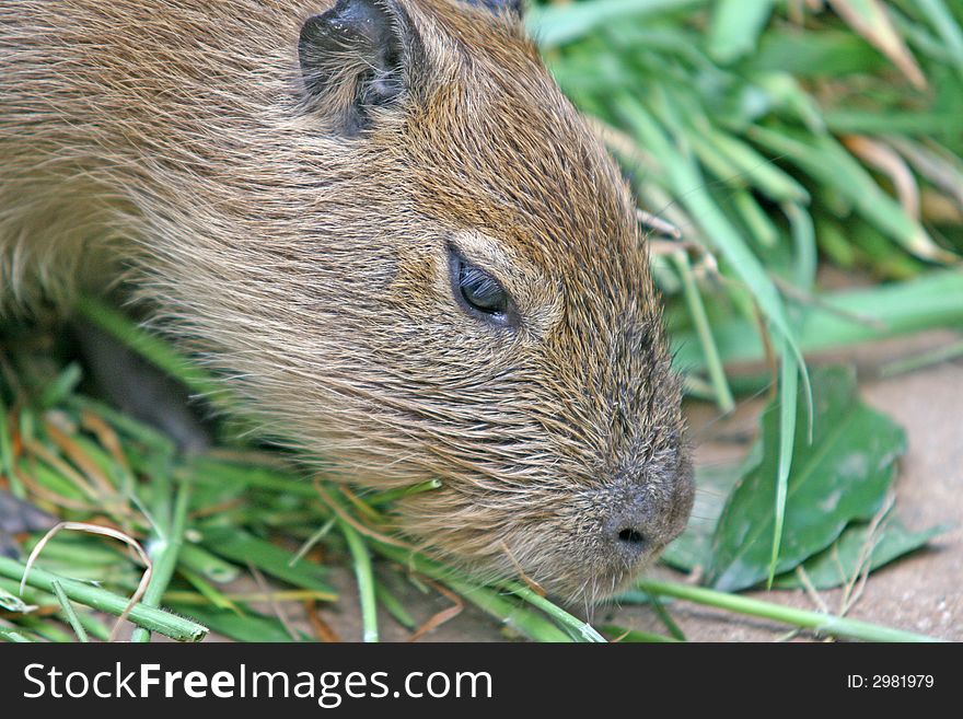 Close up of a capybara: a semi-aquatic rodent found in South America