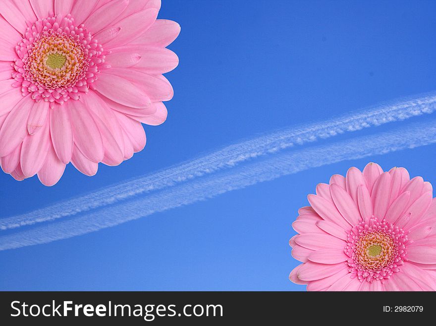 Pink flowers on a background of the blue sky. Pink flowers on a background of the blue sky