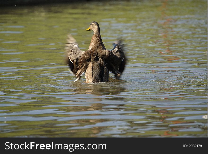 Duck on the Moscow pond. The pose reminds the conductor before an orchestra