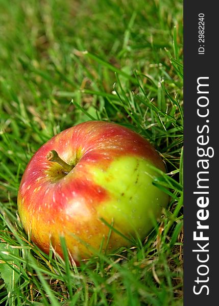 Summer apples in green grass