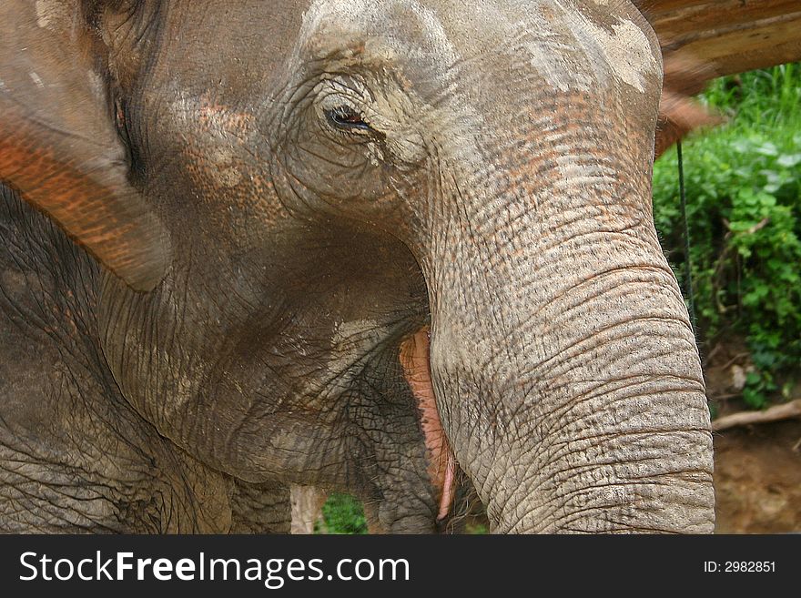 Close-up of a Thai Elephant taken in Chaing Mai, Northern Thailand,. Close-up of a Thai Elephant taken in Chaing Mai, Northern Thailand,