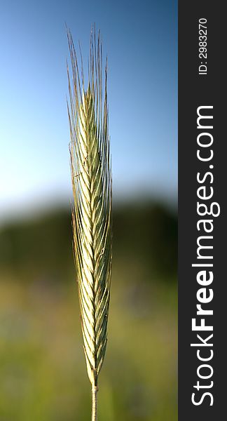 Single Wheat Isolated On A Blurred Background
