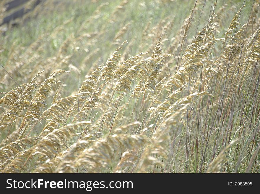 Field of grass on a dune at the beach. Field of grass on a dune at the beach