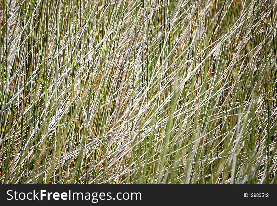 Field of grass on a dune at the beach