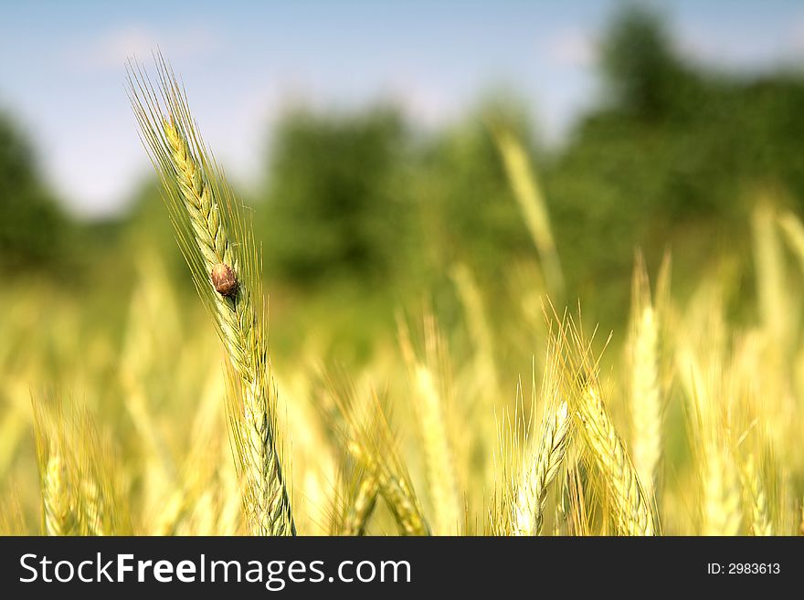 Wheat and blue sky behind. This high resolution image was taken by 10 mp Canon camera with professional lens.