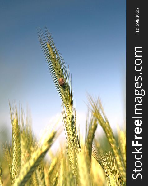 Wheat And Blue Sky Behind.