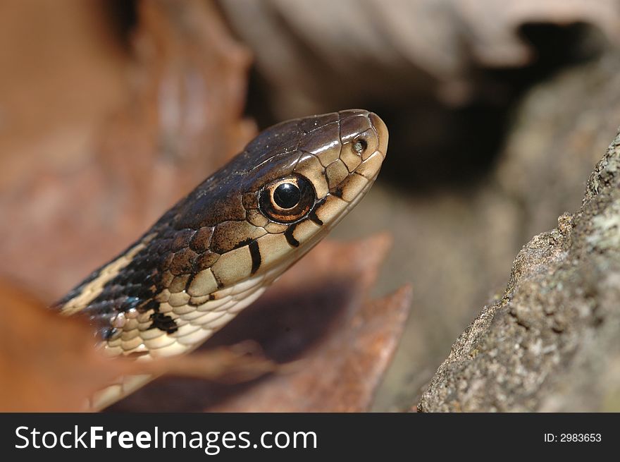 A macro image of the head of an eastern garter snake.