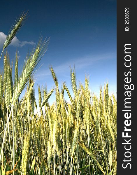 Wheat and blue sky behind.